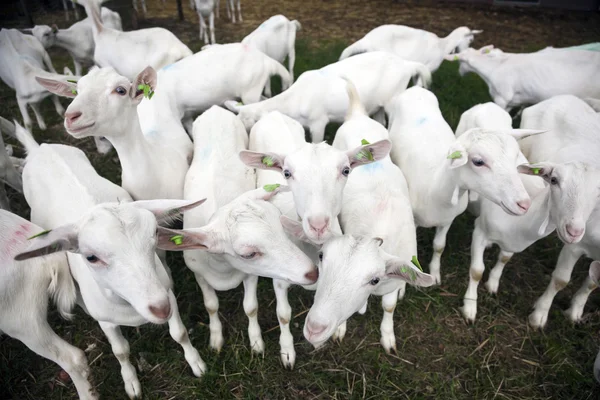Стадо коз белых вне фермы в Голландии — стоковое фото