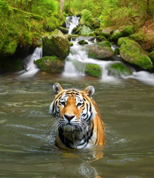 Амурский тигр в воде — стоковое фото