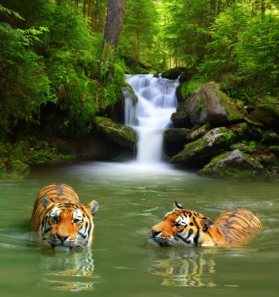 Сибирские тигры — стоковое фото