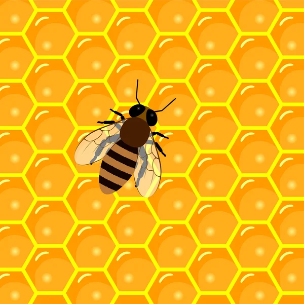 Сотовые и сладкий мед капает. продукция пасеки и пчеловодство — стоковый вектор