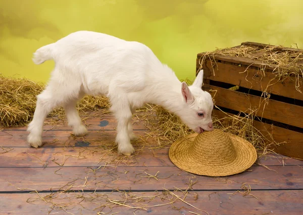 Маленькие козы едят соломенная шляпа — стоковое фото