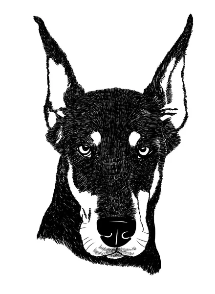 Иллюстрация портрет собаки Доберман в векторе — стоковый вектор