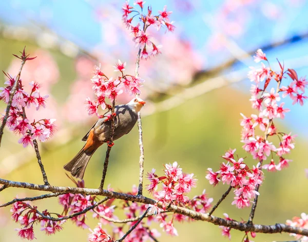 Птица на вишни в цвету и Сакура — стоковое фото