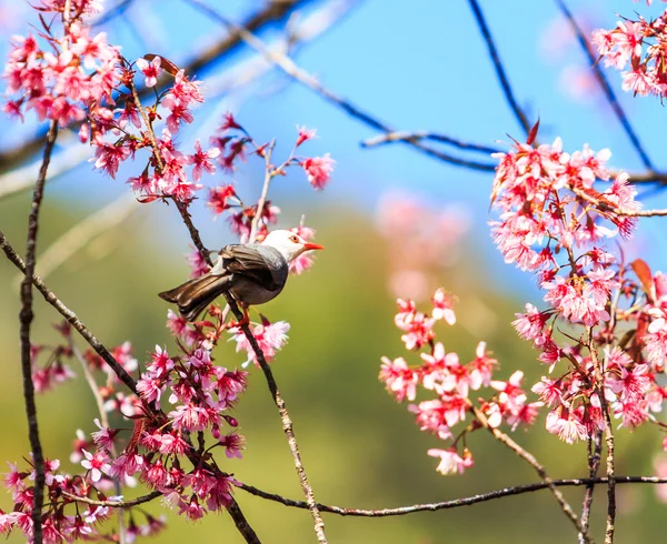 Птица на вишни в цвету и Сакура — стоковое фото