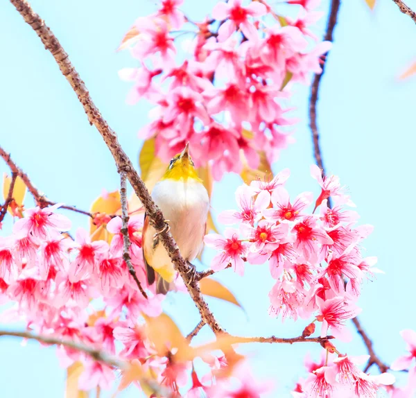 Птица на вишневом цвете — стоковое фото