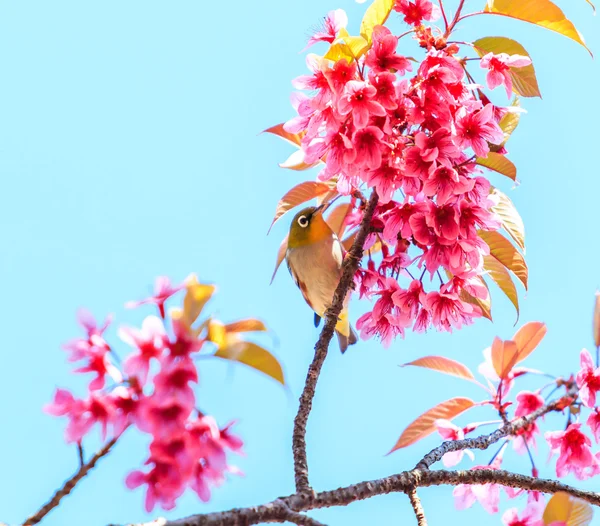 Птица на дерево вишни — стоковое фото