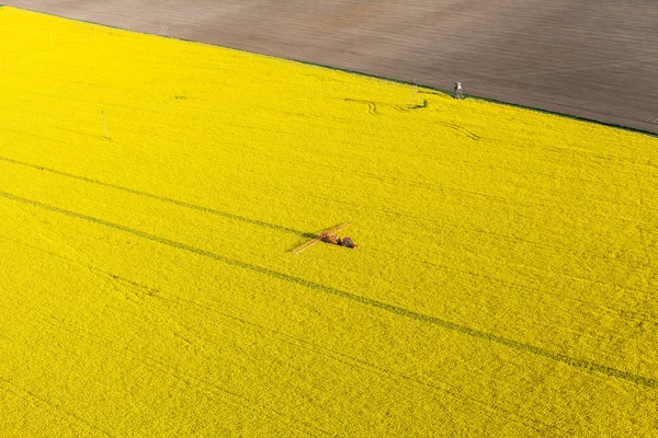 Желтый рапс урожай поля с трактором — стоковое фото