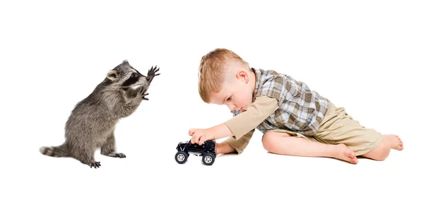 Смешные енота и мальчик играет игрушечный автомобиль — стоковое фото