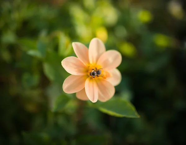 Шмелей каналы Пчела на цветке — стоковое фото