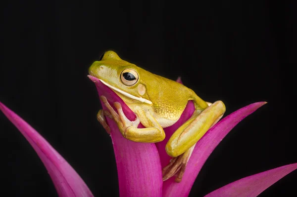 Frog зал — стоковое фото