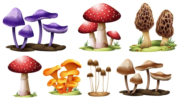 Различные виды грибов — стоковый вектор