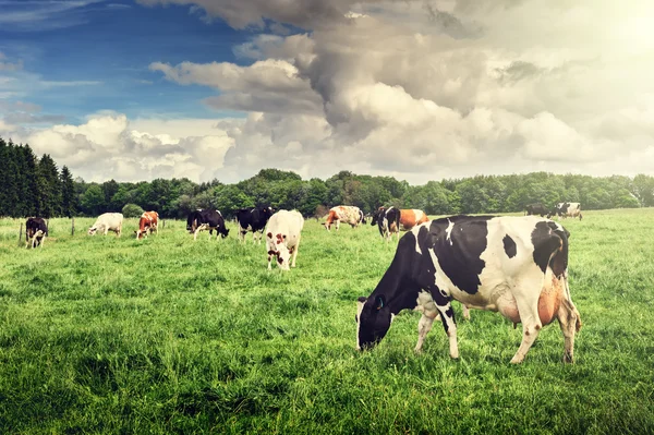 Стадо коров, пасущихся в зеленом поле — стоковое фото