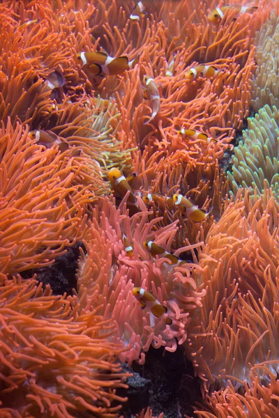 Ocellaris clownfish (Amphiprion ocellaris). — стоковое фото