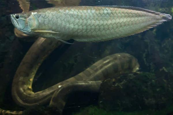 Серебряный arowana и Анаконда — стоковое фото