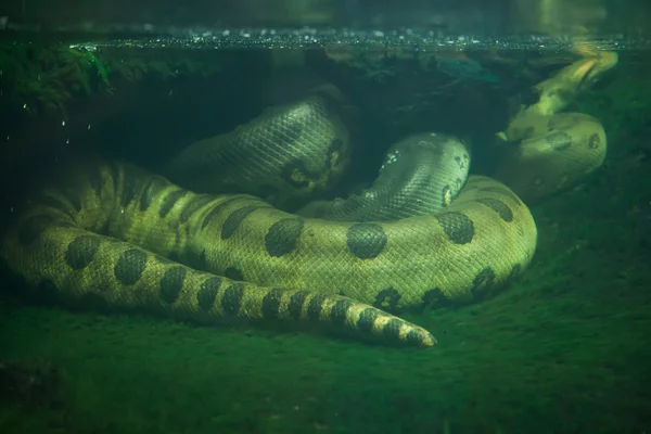 Green anaconda (Eunectes murinus) — стоковое фото