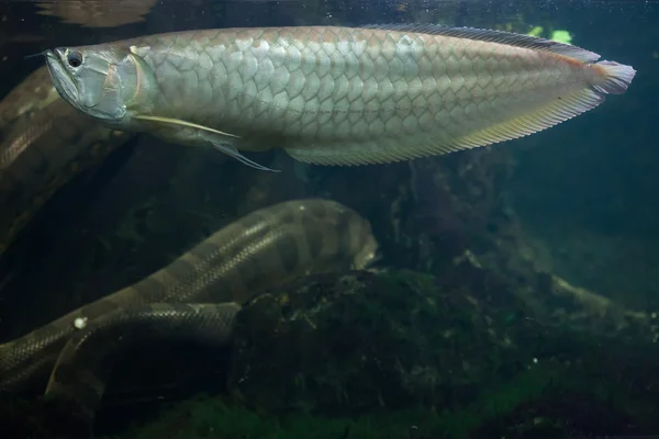 Серебряный arowana и Анаконда — стоковое фото