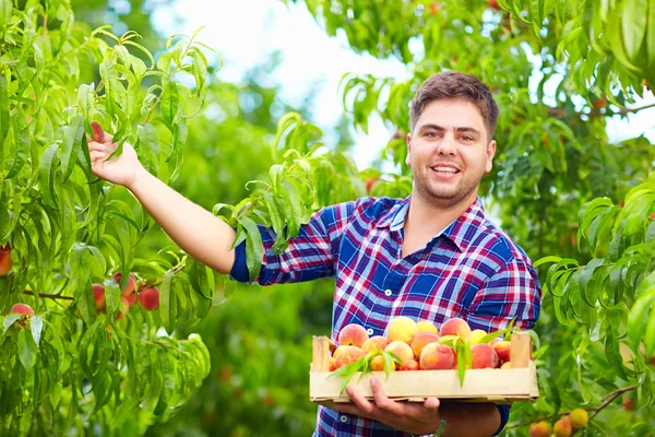 Молодой человек, садовник, сбора урожая персиков в саду фрукты — стоковое фото
