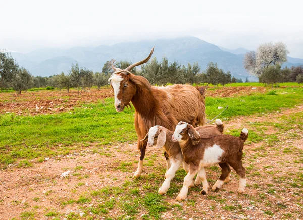 Коза, играющая с молодыми козами — стоковое фото