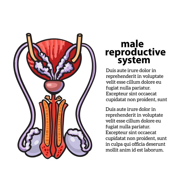 Мужская репродуктивная система — стоковое фото