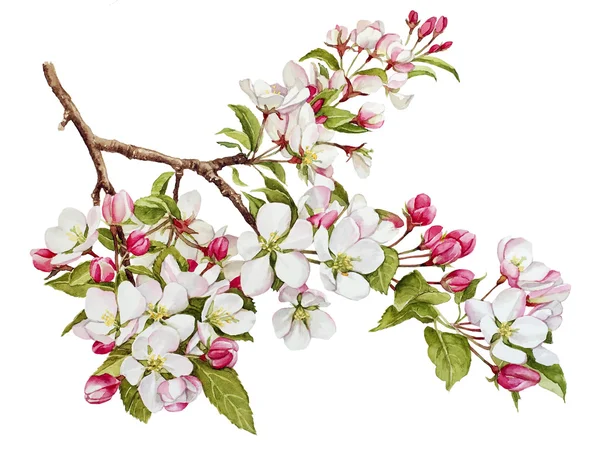Ботанический акварель с весной яблони в цвету — стоковое фото