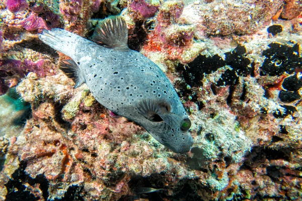 Рыба фугу красочные мяч на фоне риф — стоковое фото