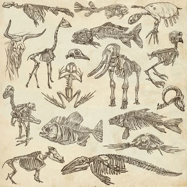 Кости и черепа различных животных - freehands — стоковое фото