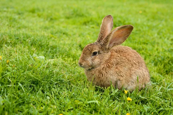 Ребенка кролика на траве — стоковое фото