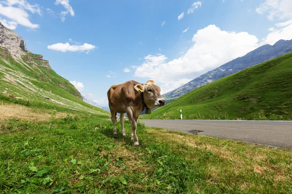 Горный пейзаж с коровой — стоковое фото