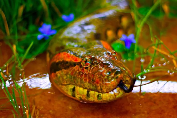 Цифрово построенных картина Анаконда змея — стоковое фото