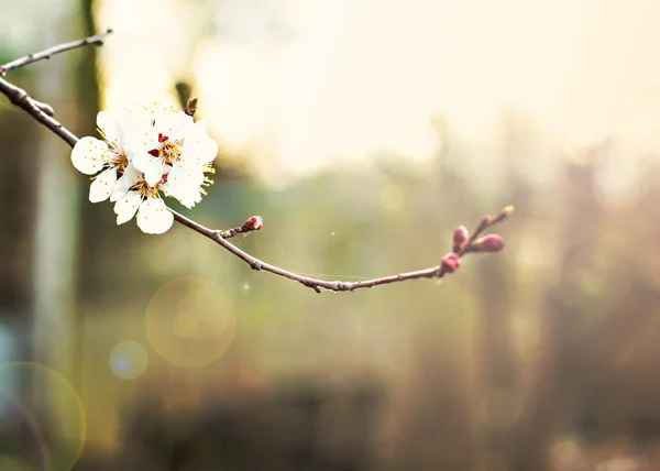 Абрикосовое дерево цветы. Весенние белые цветы на ветке дерева. Абрикосовое дерево в цвету. Весна, времена года, время года. Белые цветки абрикосового дерева — стоковое фото