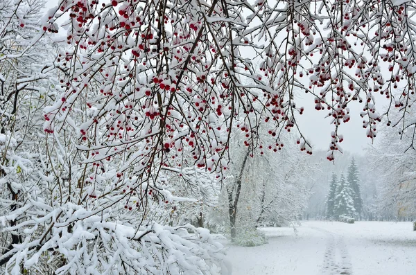 Снегопад в городском парке - зимний фон — стоковое фото