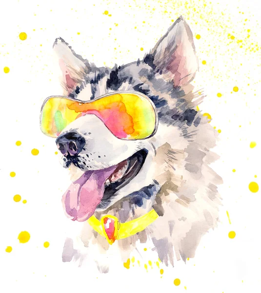 Акварели сибирский хаски собака в прохладном солнцезащитные очки — стоковое фото