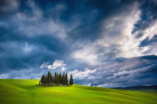 Неземной зеленые пейзажи Тосканы, Группа кипарисы — стоковое фото
