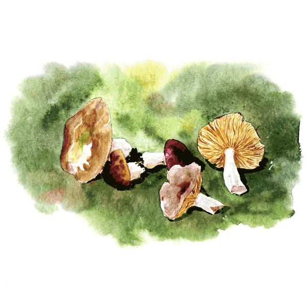 Акварельный рисунок грибы — стоковый вектор