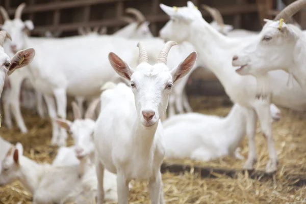 Молочные козы в сарае — стоковое фото