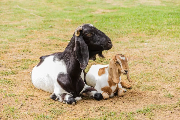 Мать и молодые козы — стоковое фото