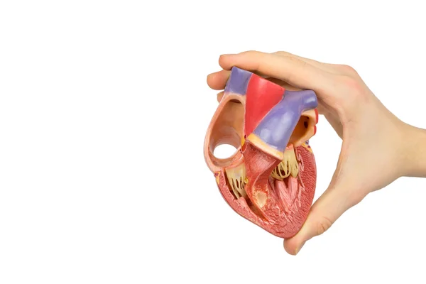 Рука модель открытых человеческого сердца на белом — стоковое фото