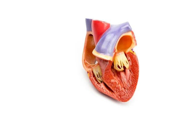 Модель открытого человеческого сердца, изолированные на белом фоне — стоковое фото