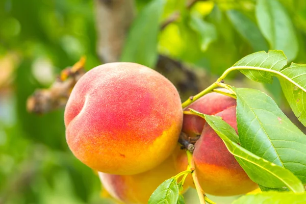 Персики в саду — стоковое фото