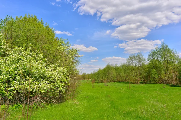 Весенний пейзаж с цветущими Черри — стоковое фото