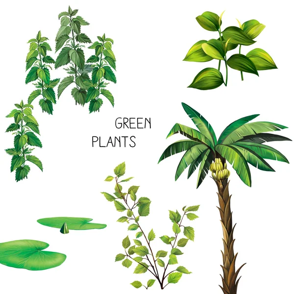 Зеленые растения на белом фоне — стоковое фото