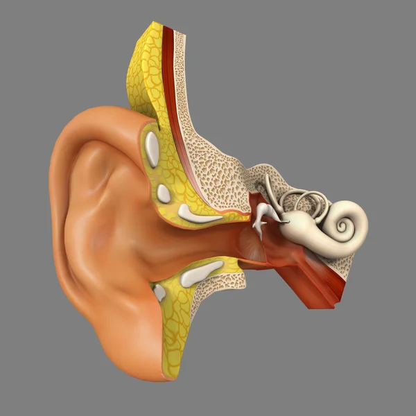 Анатомия человеческого уха — стоковое фото