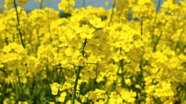 Желтый рапс семена цветов — стоковое фото