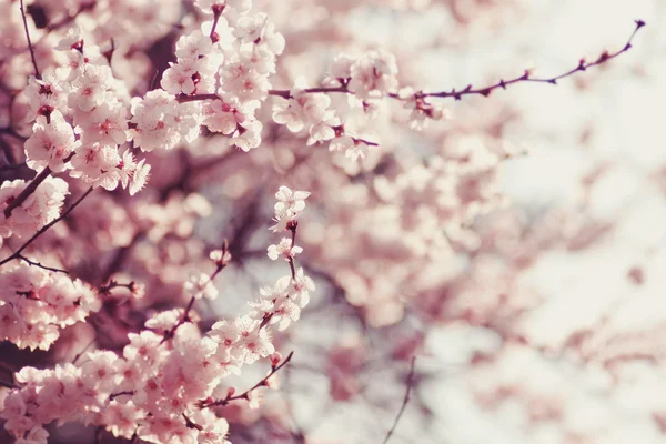 Весенние цветы вишни в цвету., розовый — стоковое фото