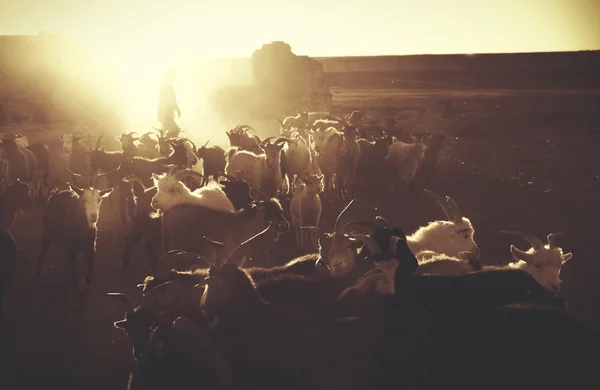 Казахская мальчик стада его коз для доения — стоковое фото