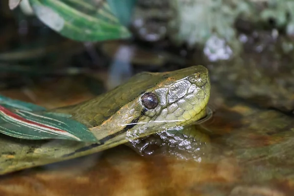 Green anaconda (Eunectes murinus) — стоковое фото