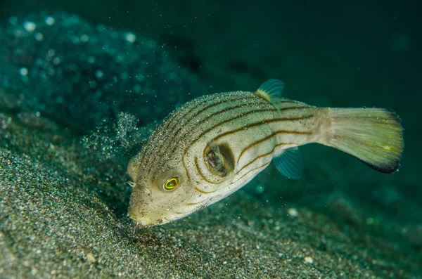 Подводное плавание Lembeh Индонесии полосатой Puffer — стоковое фото