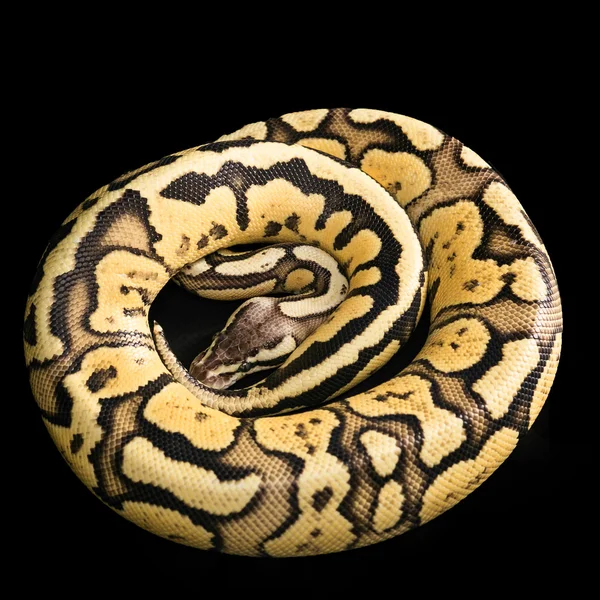 Бал Python Regius -Python — стоковое фото