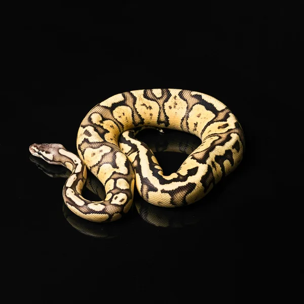Женский Бал Python. Firefly Morph или Мутация — стоковое фото