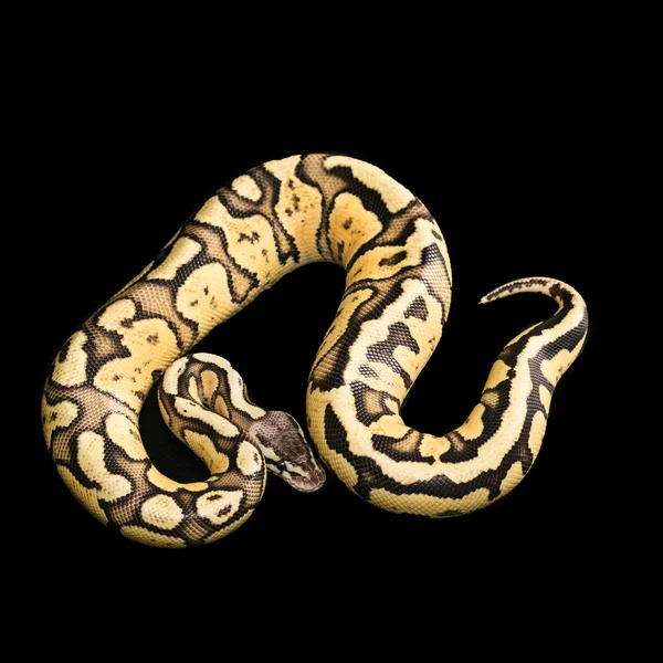 Женский Бал Python. Firefly Morph или Мутация — стоковое фото